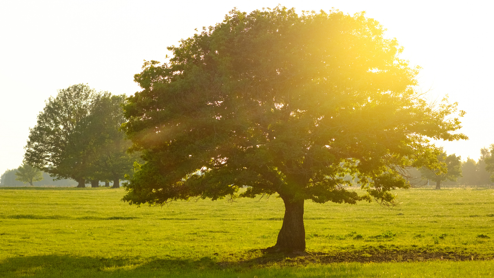 Longevity As Your Business Superpower: The Six Pillars That Change Everything